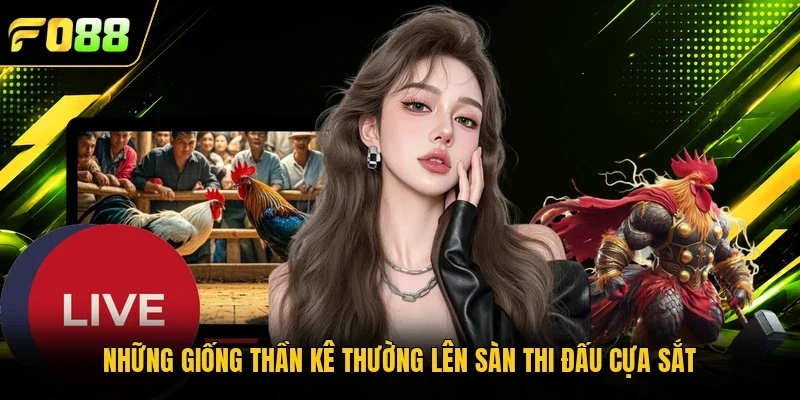 Những giống thần kê thường lên sàn thi đấu cựa sắt